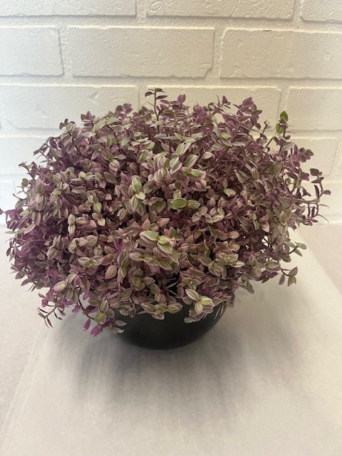 TRADESCANTIA CALLISIA