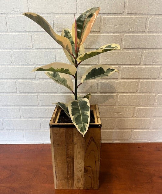 FICUS TINEKE