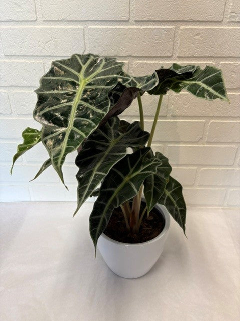 ALOCASIA 6 POUCES VASE  CÉRAMIQUE