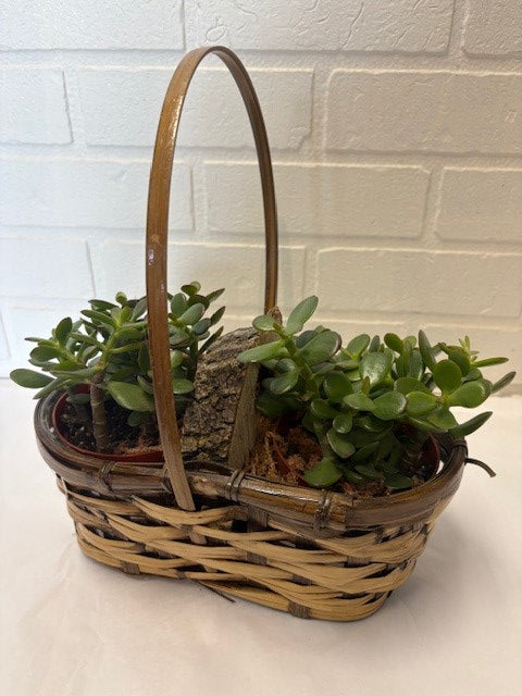 CRASULA ARBRE DE JADE