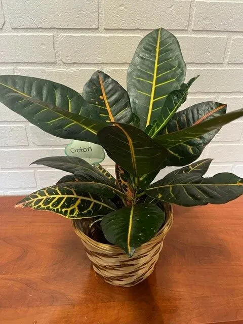 Croton