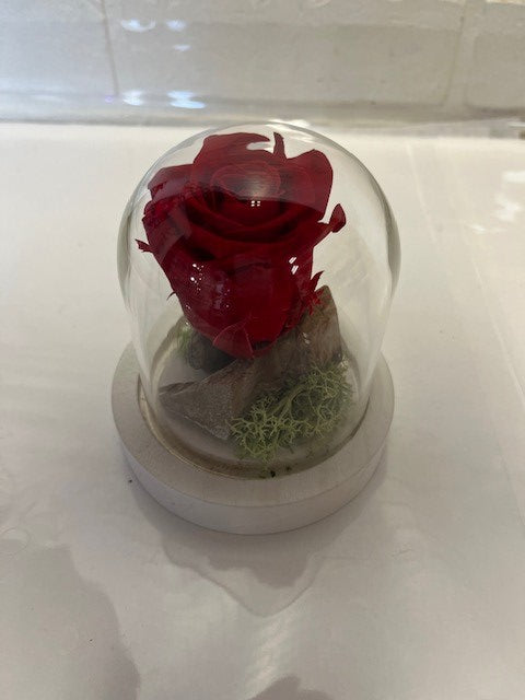 ROSE ÉTERNELLE ROUGE EN DOME