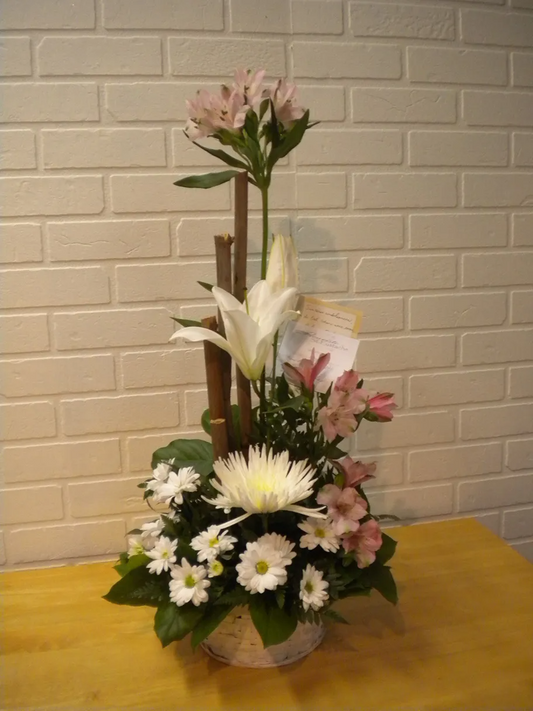 Graceful White