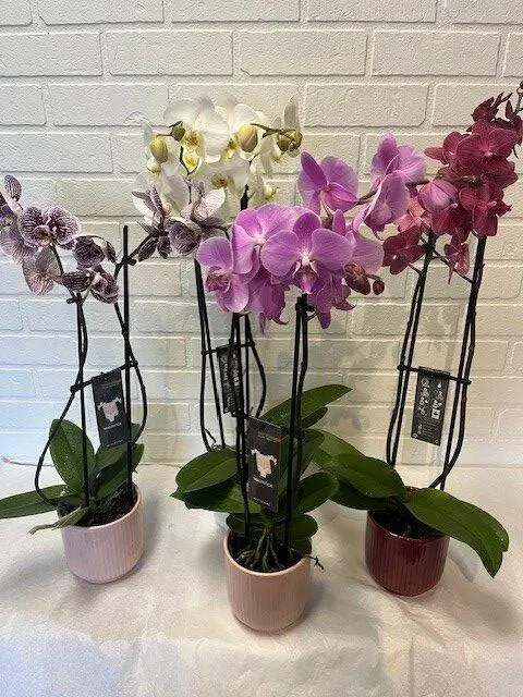 Orchid (Florist's choice)