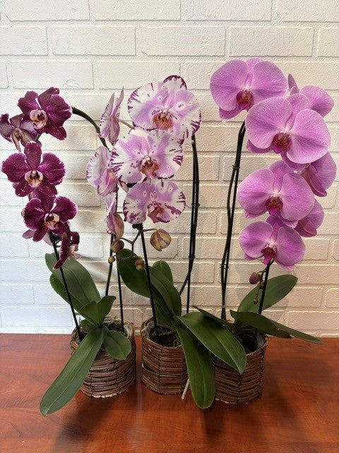ORCHIDÉE ( CHOIX DU FLEURISTE )