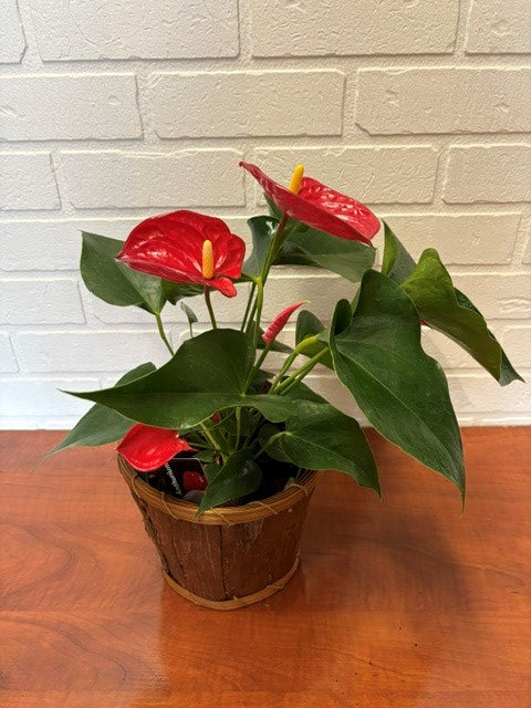 ANTHURIUM 6 POUCES CHOIX DU FLEURISTE