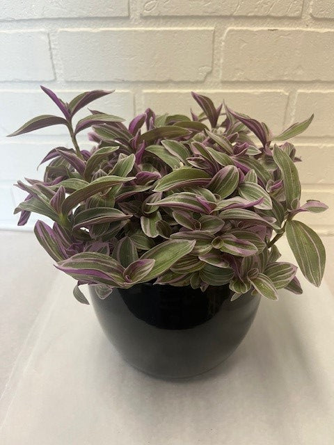 TRADESCANTIA NANOUK