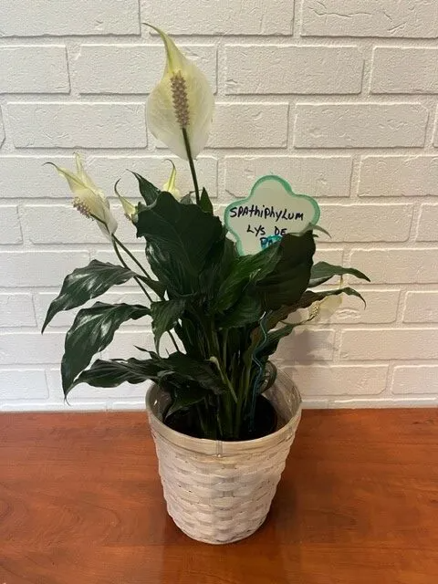 Spathiphyllum (Lys de paix) 6 POUCES