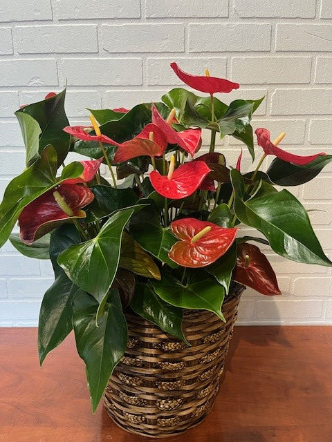 ANTHURIUM 8 POUCES