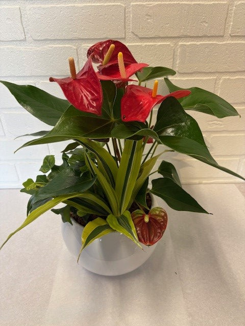 JARDIN DE PLANTES POT CÉRAMIQUE