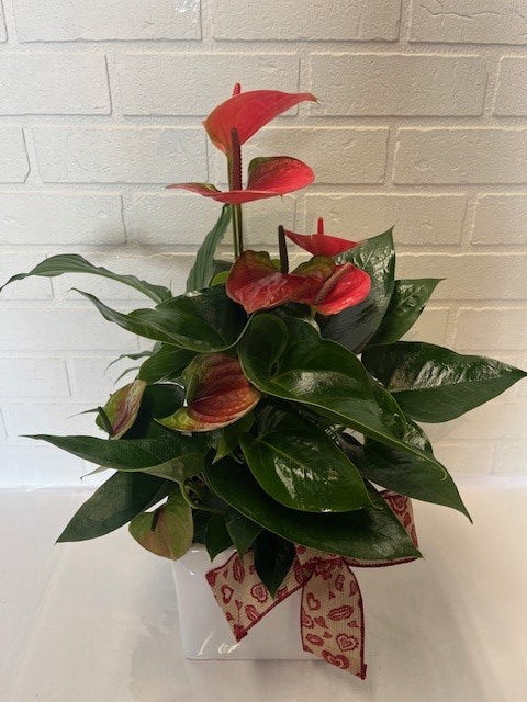 JARDIN ANTHURIUM LYS DE PAIX ET PETIT PALMIER
