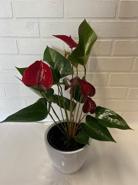 ANTHURIUM ROUGE POT CÉRAMIQUE 6 POUCES