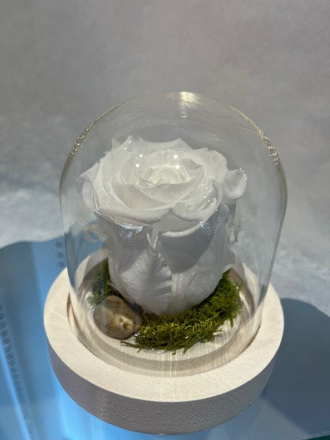 4- 35.00$ ROSE ÉTERNELLE BLANC