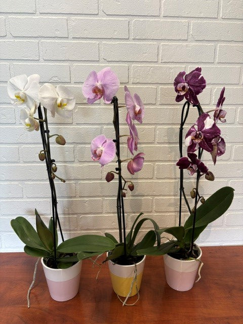 ORCHIDÉE EN CASCADE CHOIX DU FLEURISTE