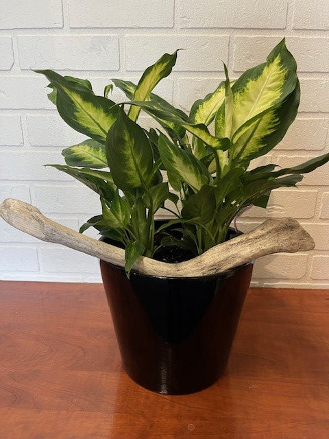 DIEFFENBACHIA