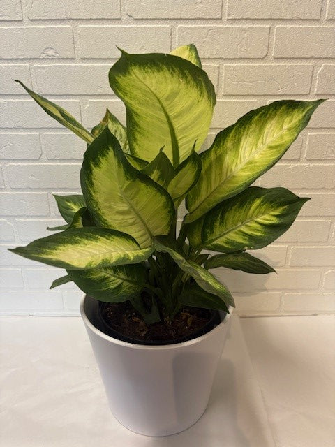 DIEFFENBACHIA MARIANNE 8 POUCES POT CÉRAMIQUE
