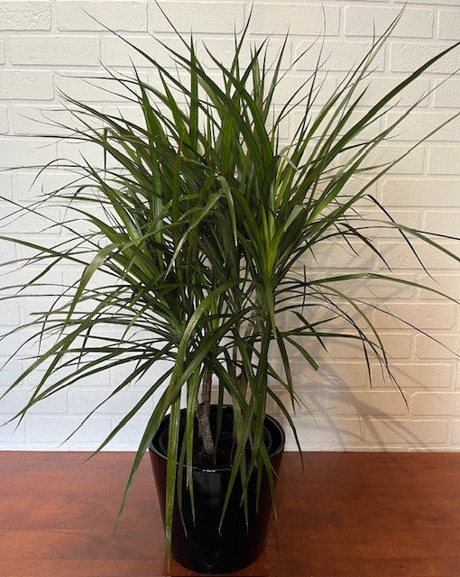 DRACAÉNA MARGINATA