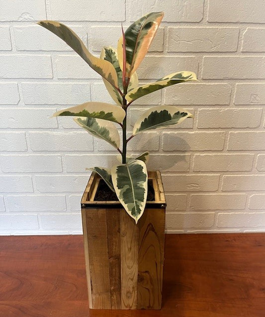 FICUS TINEKE