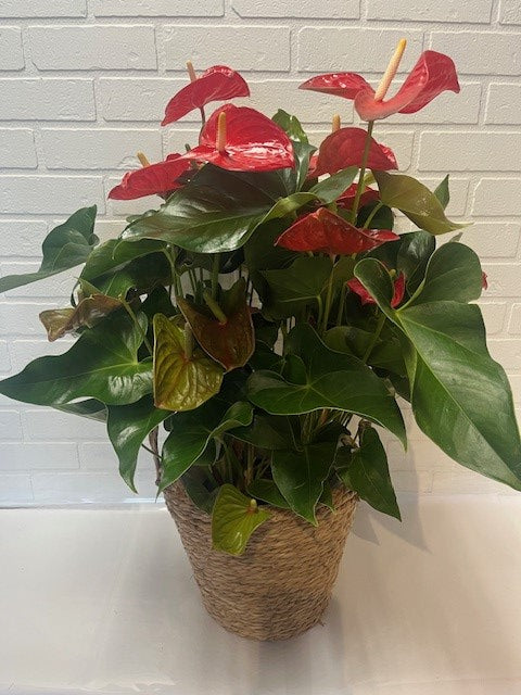 ANTHURIUM 8 POUCES CACHE POT EN  ROTIN