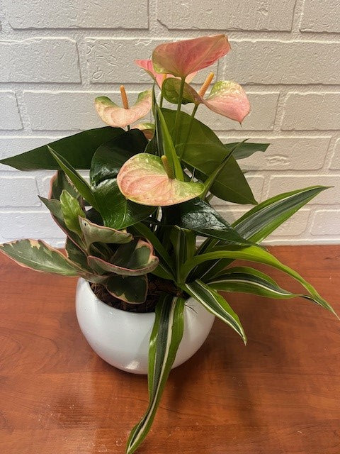JARDIN DE PLANTES ANTHURIUM POT CÉRAMIQUE