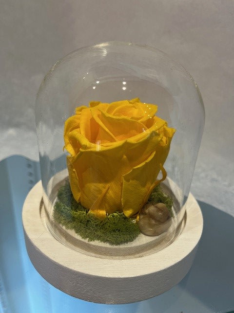 3- 35.00$  ROSE ÉTERNELLE JAUNE