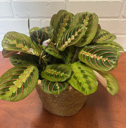 MARANTHA PLANTE PRIEUSE