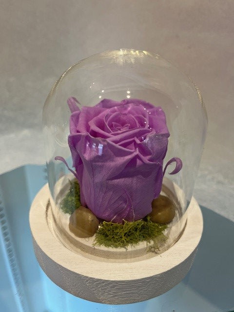 1- 35.00$ ROSE ÉTERNELLE LAVANDE