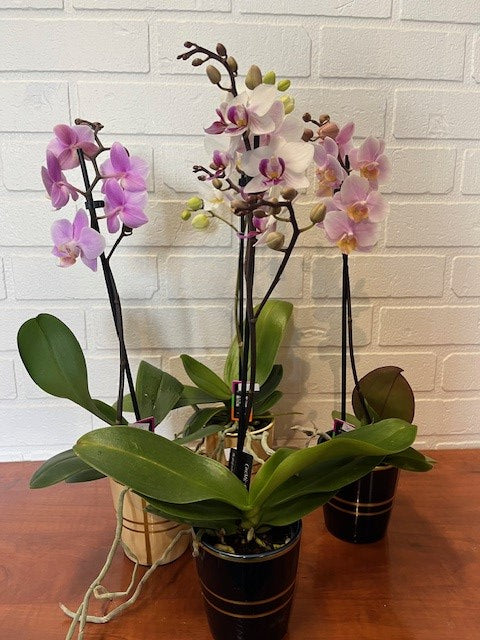 MINI ORCHIDÉE POT CÉRAMIQUE (CHOIX DU FLEURISTE)
