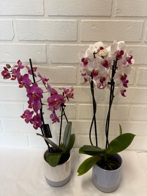 MINI ORCHIDÉE CHOIX DU FLEURISTE