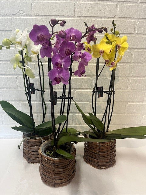 ORCHIDÉE CHOIX DU FLEURISTE