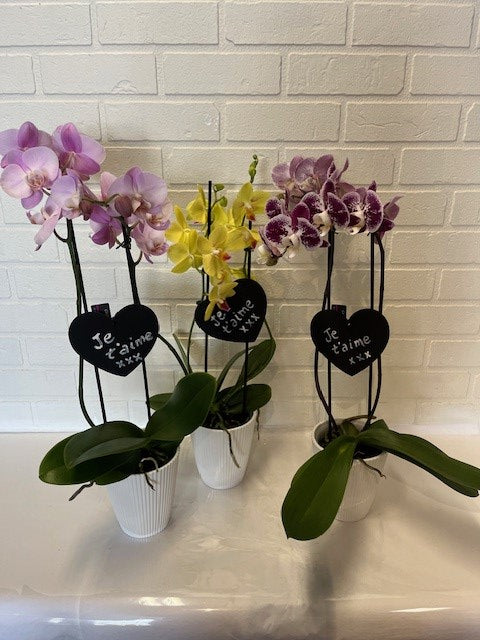 ORCHIDÉE CHOIX DU FLEURISTE