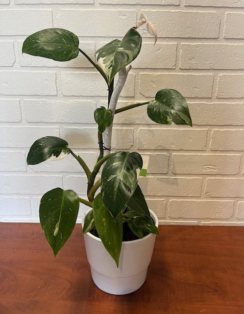 PHILODENDRON WHITE PRINCESS