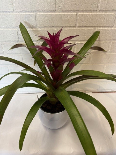 BROMÉLIA