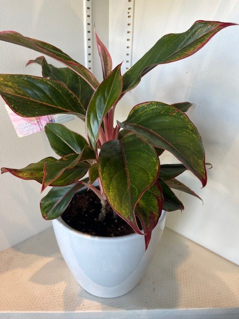 AGLAONÉMA ROUGE