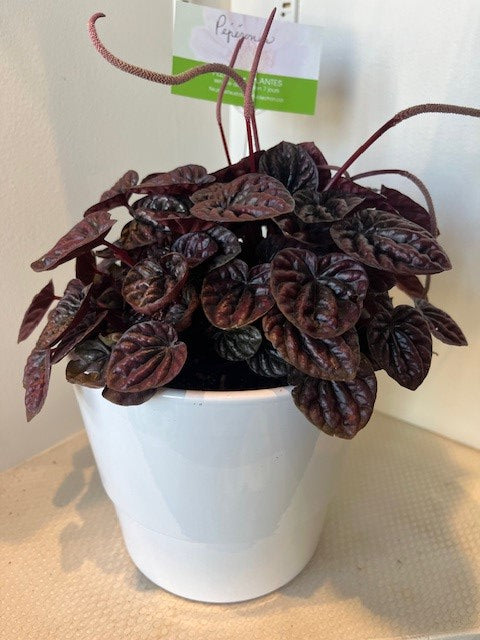 PEPEROMIA LUNA ROUGE