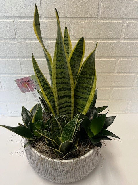 JARDINS DE PLANTES SANSEVIERIA