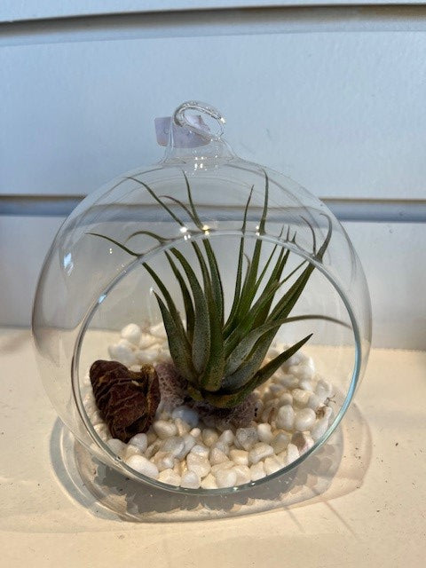 THILLANDSIA
