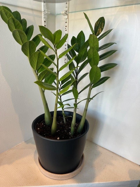 ZAMIOCULCAS