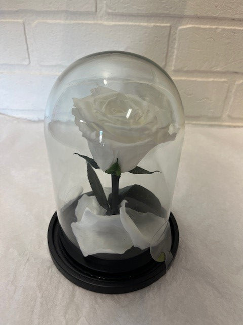 1- 60.00$ ROSE ÉTERNELLE BLANCHE SOUS DOME