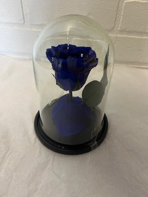 3- 60.00$ ROSE ÉTERNELLE BLEU  SOUS DOME