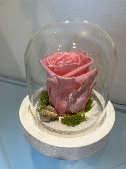 2- $35.00 ROSE ÉTERNELLE ROSE