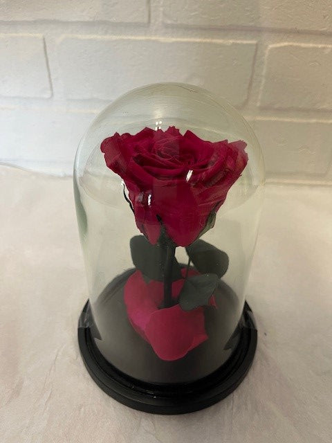 4- 60.00$ ROSE ÉTERNELLE FUCHSIA SOUS DOME
