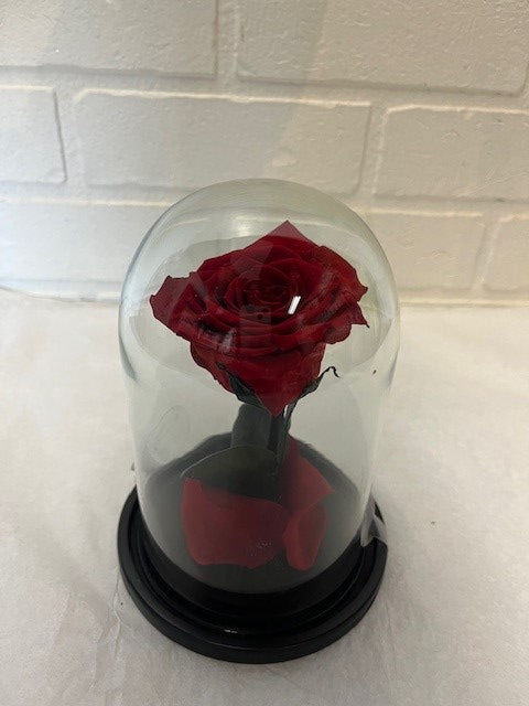 2-60.00$  ROSE ÉTERNELLE ROUGE SOUS DOME