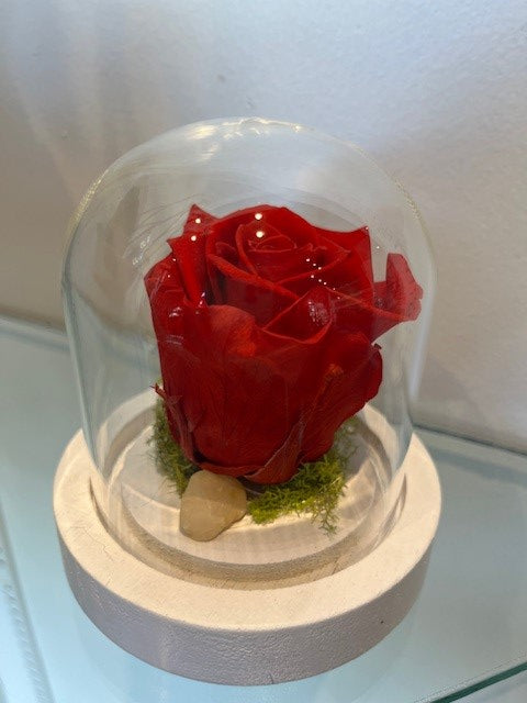5- 35.00$ ROSE ÉTERNELLE ROUGE