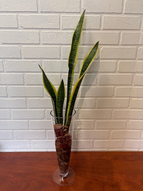 SANSEVIERIA EN VASE
