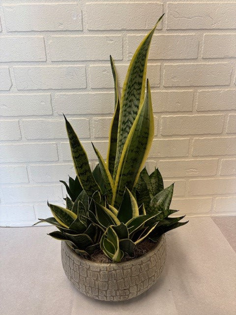 JARDIN DE SANSEVIERIA POT CÉRAMIQUE