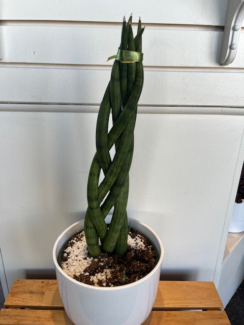 SANSEVIERIA CYLINDRICA
