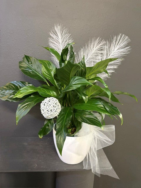 SPATHIPHYLLUM ( LYS DE PAIX ) 6 POUCES