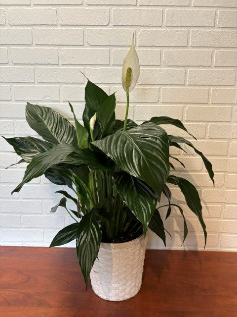 SPATHIPHYLLUM ( LYS DE PAIX) 8 POUCES