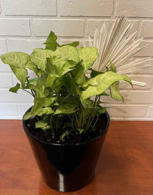 SYNGONIUM